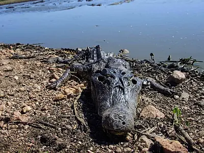 Incêndios devastadores no Pantanal alastram-se e chegam à rodovia transpantaneira