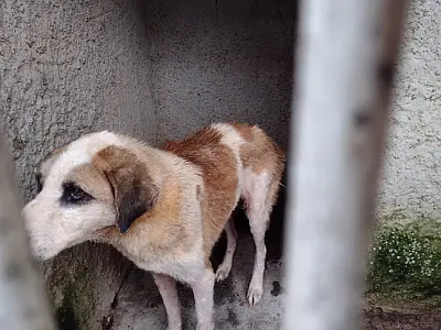 Sete cães são resgatados e mulher é presa por maus-tratos em Campo Grande