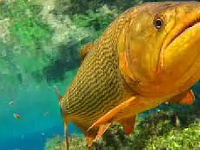 Mato Grosso do Sul pode ter pesca do Dourado proibida por cinco anos