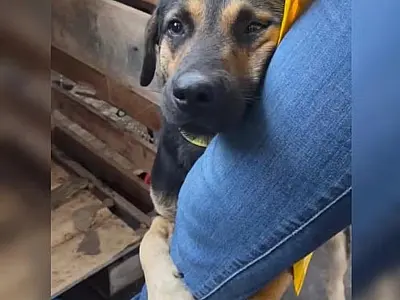 Cachorro comove voluntários após gesto emocionante durante resgate no Rio Grande do Sul