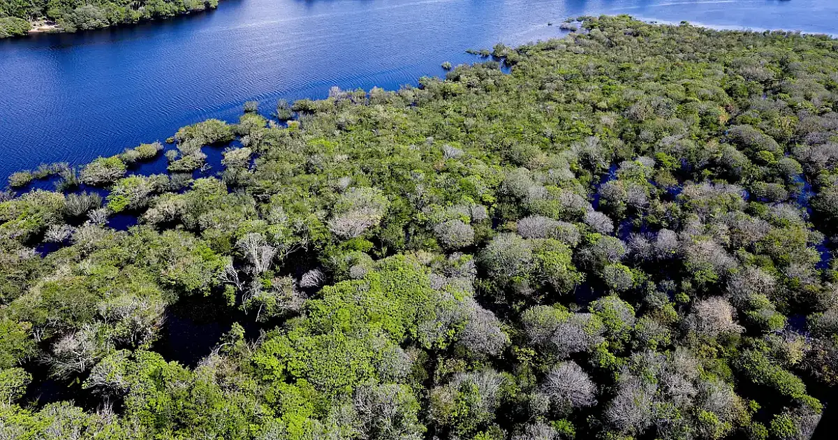 Alertas de desmatamento na Amazônia caem 35% em junho de 2026