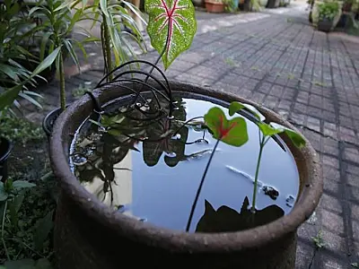 Dengue já soma quase 8 mil casos confirmados em Mato Grosso do Sul em 2025