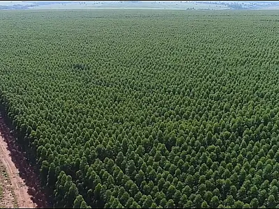 Projeto de lei pode impulsionar setor de silvicultura em Mato Grosso do Sul