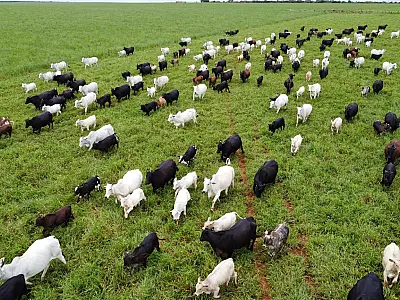 Agro de MS cresce 18,6% e lidera expansão do setor no Brasil em 2025
