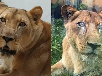 Leoa envolvida em ataque fatal em zoológico de João Pessoa permanecerá viva, afirma administração