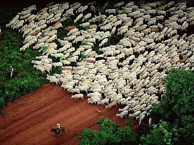 Governo de MS delega gestão de R$ 33 milhões do Fundo Pantanal à Famasul