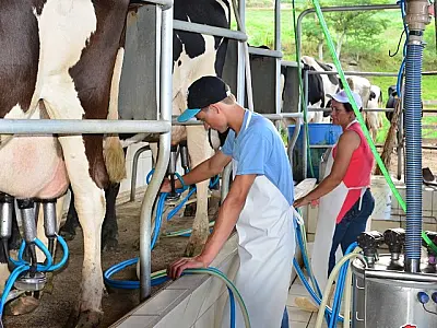 Preços do leite em queda: impactos na economia e no consumo