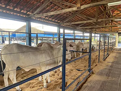 Expogenética MS 2024 inicia com atrações e celebra a força da pecuária nelore no estado