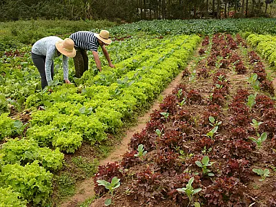 Programa de Aquisição de Alimentos é sancionado com foco na Agricultura Familiar