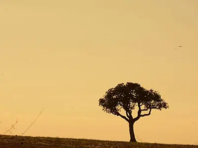 Previsão do tempo: Mato Grosso do Sul começa semana com Sol e baixa umidade