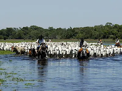 Governo lança plano para fortalecer pecuária no Pantanal