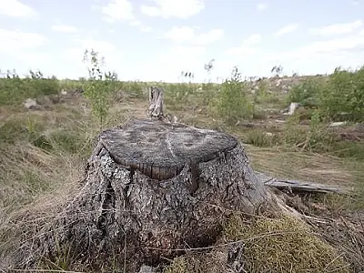 MPMS investiga desmatamento ilegal de quase 20 hectares em Porto Murtinho