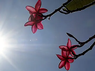 Previsão do tempo: Calor e ar seco continuam em Mato Grosso do Sul neste final semana
