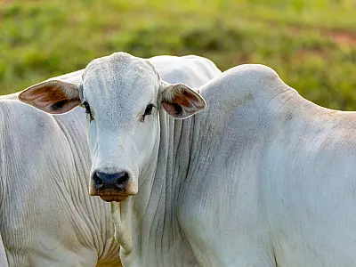 Ministério da Agricultura declara Mato Grosso do Sul livre de febre aftosa sem vacinação