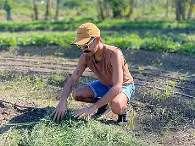 Floresta em pé: lavoura e árvores reduzem impacto de mudança climática