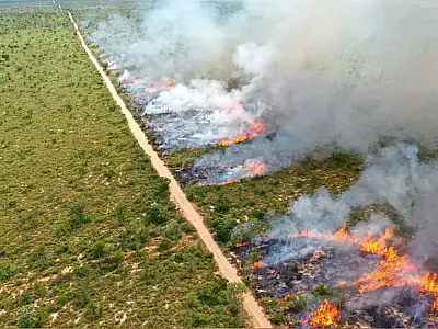 Multinacionais e ONGs se unem para preservar o Pantanal