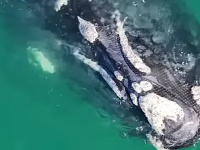 Baleia-franca presa em rede é libertada após dois dias em cena emocionante