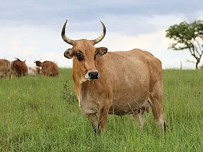 Projeto pioneiro resgata boi pantaneiro da beira da extinção através da fertilização in vitro