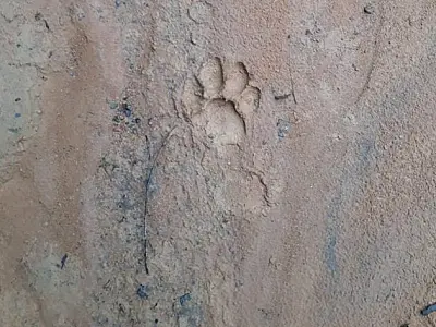 Onça-pintada volta ao local de ataque e mexe em lona que cobria corpo de caseiro no Pantanal