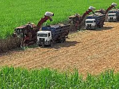 MS alcança recorde na produção de cana, ultrapassando pela primeira vez a marca de 50 milhões