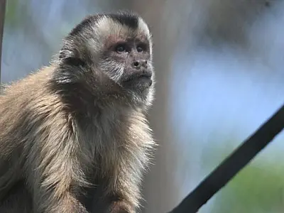 Macacos-prego voltam à natureza após reabilitação no Pantanal
