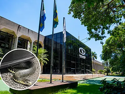 Cobra é encontrada em cadeira da recepção do TCE-MS e reacende histórico de aparições no Parque dos