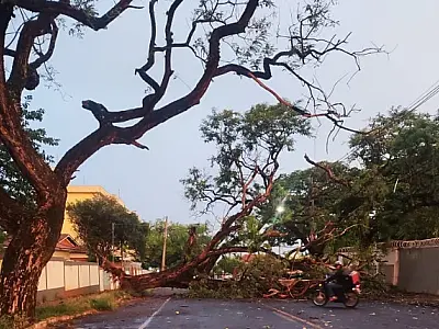 Vento forte derruba  árvore e causa interrupção de energia em algumas regiões de Campo Grande