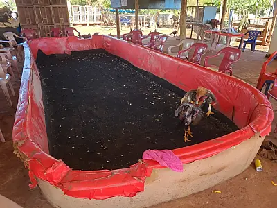Rinha de galo com cobrança de ingresso é desmantelada pela PMA em Campo Grande