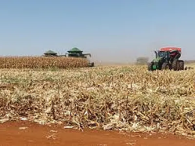 Produção agrícola de MS sofre queda de 20,1% devido a condições climáticas desfavoráveis
