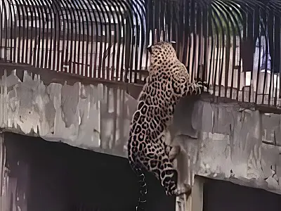 Onça-pintada escala parede de Zoológico