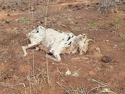 Proprietário rural é multado em mais de R$ 1 milhão por negligência com gado no Pantanal de MS