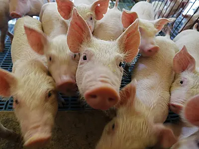 Investimentos reforçam suinocultura e impulsionam produção rural em MS