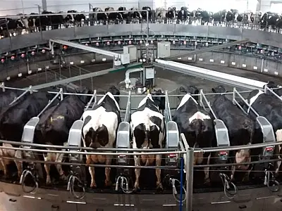Modern Dairy: A maior fazenda de leite do mundo está na China com 500 mil vacas em lactação