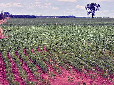 Irregularidade nas chuvas compromete produção de Soja no Sul de MS