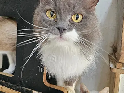 Feira de Adoção busca novos lares para gatos resgatados