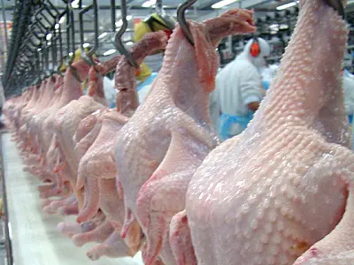 Bloqueio nas exportações de frango pode reduzir pressão sobre inflação