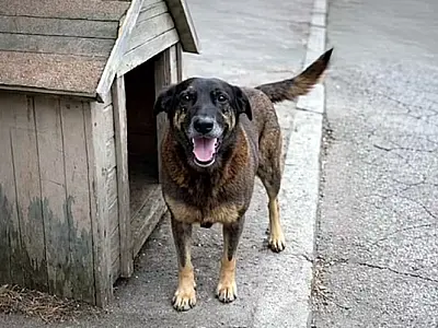 Justiça nega que Cão Orelha tenha morrido após agressões e pede arquivamento do caso