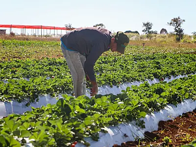 Pressão do agronegócio adia votação de MP que substitui aumento do IOF