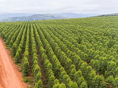 Celulose ultrapassa soja e carne e se torna principal força das exportações de MS