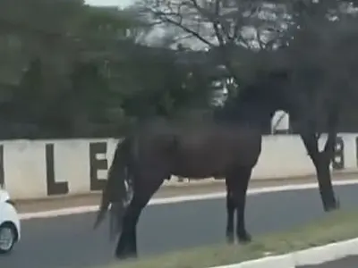 Cavalo surpreende motoristas ao circular entre carros na Avenida Euler de Azevedo