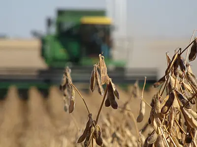 Quebra na safra de soja em Mato Grosso do Sul ameaça empregos no campo