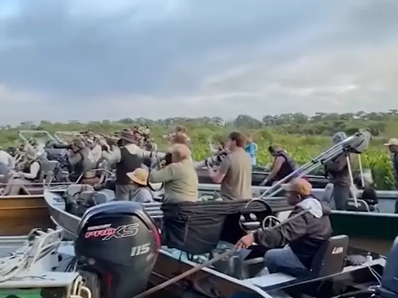 Vídeo mostra onça-pintada ficando encurralada por turistas