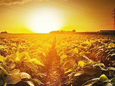 Calor intenso: Desafios agrícolas no Centro-Oeste, com destaque para Mato Grosso do Sul