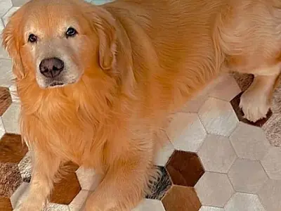 Após morte do cão Joca, Senado aprova projeto que impõe regras ao transporte aéreo de pets
