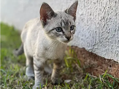 Amicats promove feira de adoção para 16 gatos neste sábado