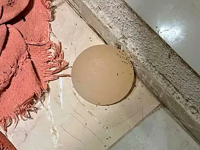 Homem é preso após atacar companheira e arrancar silicone com faca