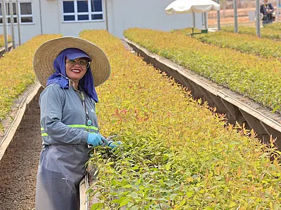 Crédito para agricultura familiar de MS atinge R$ 500 milhões e incentiva práticas sustentáveis