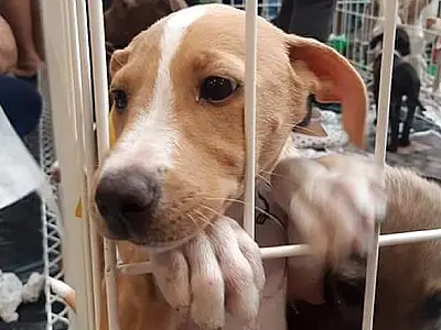 Feira de adoção de animais em Campo Grande acontece neste domingo
