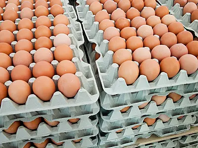 Gripe aviária provoca incertezas e pressiona preços de frango e ovos