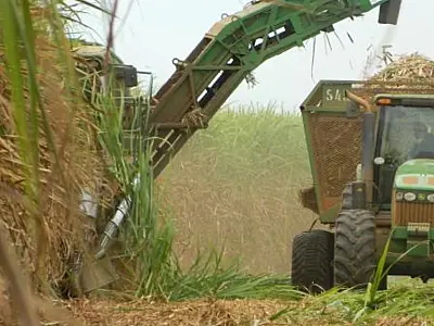 Mato Grosso do Sul alcança produção histórica na safra de cana-de-açúcar em 2024